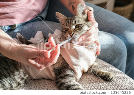 Person carefully administers liquid medicine via syringe to tabby cat in recovery suit after her spay surgery. Concept: nursing a sick pet at home, veterinary medication, responsible animal ownership 135645226