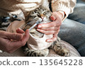 Caring for sick pet by giving oral medication with syringe. Close up of hands giving liquid medicine to calm tabby kitten in recovery suit after her spay surgery 135645228