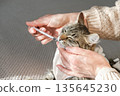 Person administering oral treatment to a kitten in medical suit. Concept: post-operative rehabilitation, pet health maintenance, domestic vet procedures 135645230