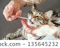 Close-up of tabby kitten's face as it receives liquid medication from a syringe held by a caregiver 135645232