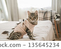Tabby kitten sits on bed wearing a pink post-operative recovery suit in bright room. Concept: successful pet rehabilitation, veterinary care and domestic animal health 135645234