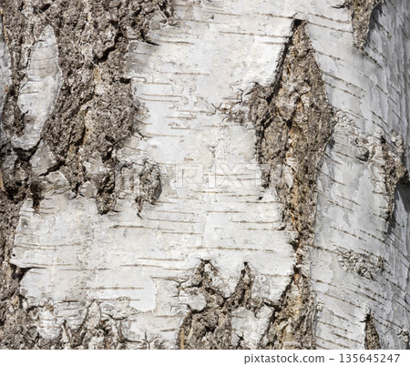 The birch bark texture or background. Macro shot is made by means of stacking technology trunk. Texture made of birch tree bark. Beautiful birch trunk background. Conceptual image. Peaceful nature. 135645247
