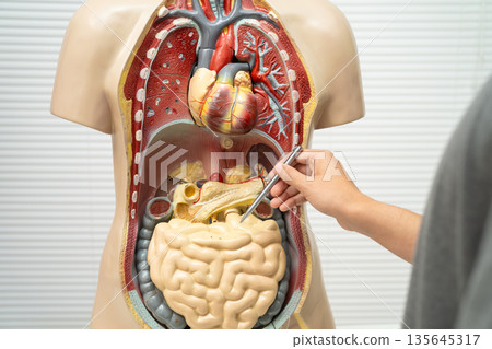 Asian student learning with human body model in anatomy biology in classroom at high school. Asian student learning with human body model in anatomy biology in classroom at high school. 135645317