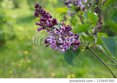Vibrant spring lilac blooms with lush green background Vibrant spring lilac blooms with lush green background 135645560