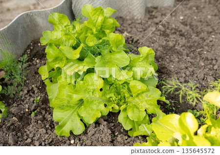 Fresh green lettuce growing in a vegetable garden patch Fresh green lettuce growing in a vegetable garden patch 135645572