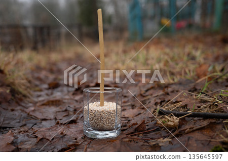 Autumn seed planting: outdoor glass with soil and seedling in leafy garden 135645597
