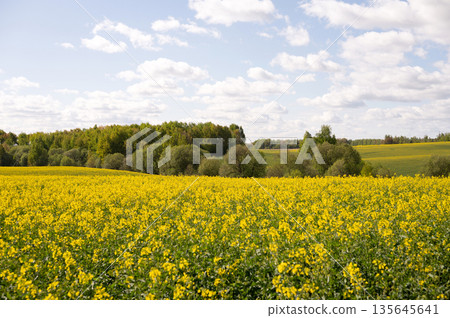 Lush yellow canola field with green trees and blue sky under fluffy clouds 135645641