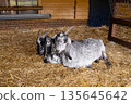 Two goats resting on straw inside a barn 135645642