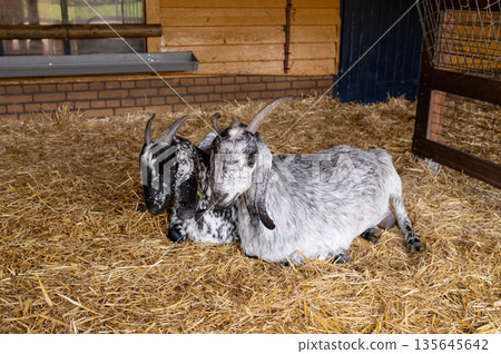 Two goats resting on straw inside a barn 135645642