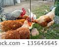 Chickens feeding outdoors: group of hens and rooster pecking watermelon in farmyard 135645645