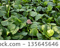 Lush green foliage with single pink flower blooming in natural garden setting 135645646