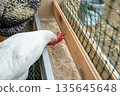 White chicken eating grain in outdoor coop with netting and wooden frame 135645648