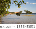 Scenic lakeside with pine branch under blue sky in daylight 135645651