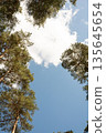 Tall pine trees forming natural frame against blue sky and clouds 135645654