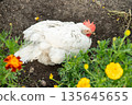 White chicken nestled in soil surrounded by vibrant marigolds 135645655