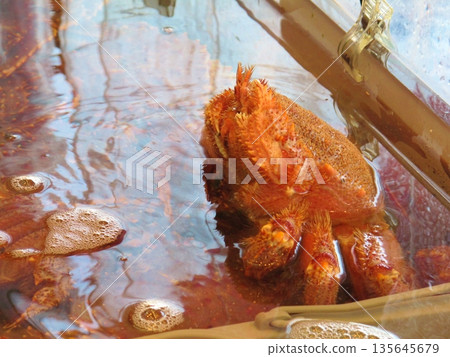 Hairy crab in a fish tank, Hokkaido Hairy crab in a fish tank, Hokkaido 135645679