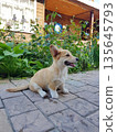 Cute Corgi puppy sitting on paved patio 135645793