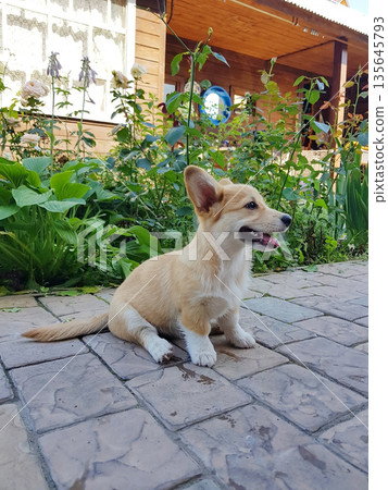 Cute Corgi puppy sitting on paved patio 135645793