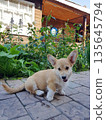 Cute Corgi puppy sitting on paved patio 135645794
