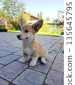 Cute Corgi puppy sitting on paved patio 135645795
