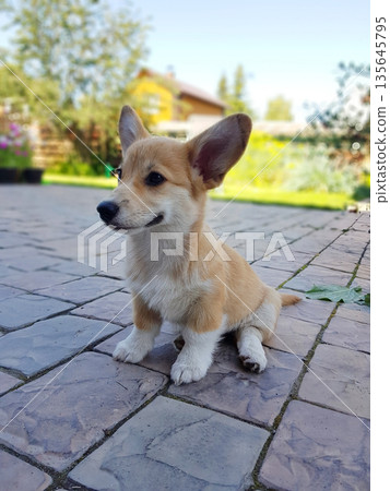 Cute Corgi puppy sitting on paved patio 135645795