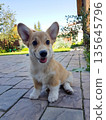 Cute Corgi puppy sitting on paved patio 135645796