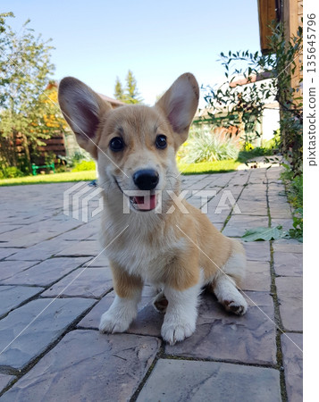 Cute Corgi puppy sitting on paved patio 135645796