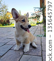 Cute Corgi puppy sitting on paved patio 135645797