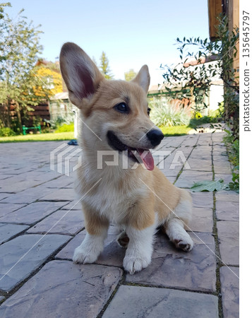 Cute Corgi puppy sitting on paved patio 135645797