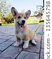 Cute Corgi puppy sitting on paved patio 135645798