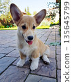 Cute Corgi puppy sitting on paved patio 135645799