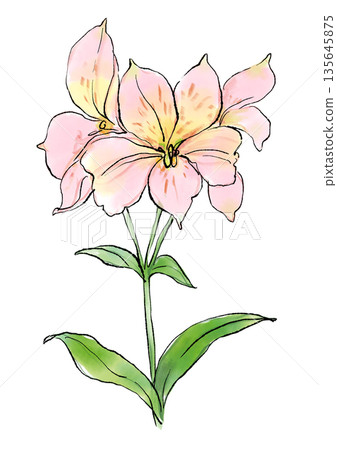 手繪線條和水彩插圖，描繪了一朵盛開的粉紅色六出花。 135645875