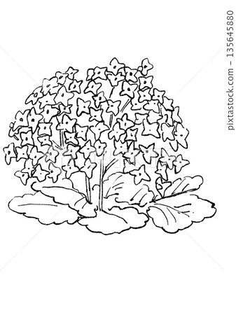 手繪線條藝術插圖,描繪了一朵盛開的粉紅色伽藍菜花。 手繪線條藝術插圖,描繪了一朵盛開的粉紅色伽藍菜花。 135645880