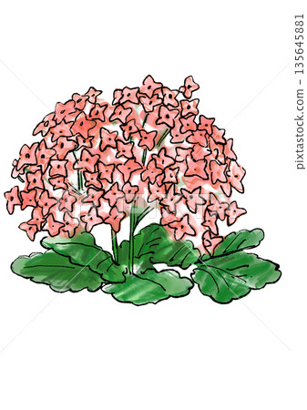 手繪線條水彩插圖，描繪了一朵盛開的粉紅色伽藍菜花 135645881