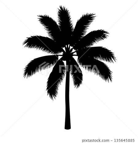 Date plant black silhouette on white background Date plant black silhouette on white background 135645885