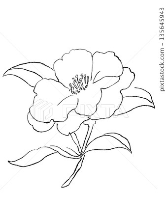 Hand drawn line drawing illustration of blooming pink camellia flowers 135645943