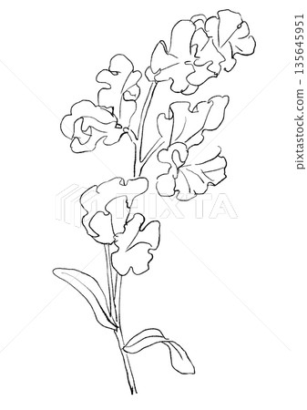 Hand drawn line drawing illustration of blooming pink sweet pea flowers Hand drawn line drawing illustration of blooming pink sweet pea flowers 135645951