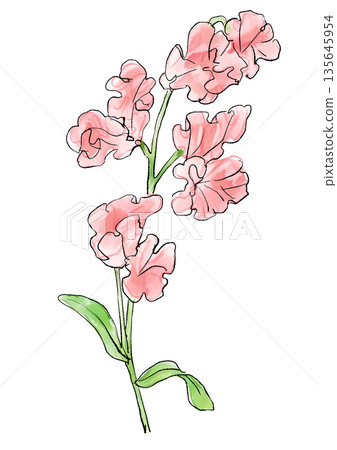 Hand drawn line and watercolor illustration of a blooming pink sweet pea flower 135645954