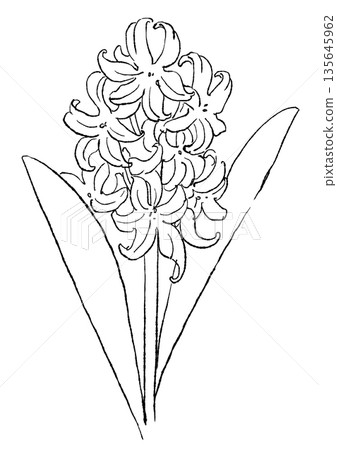 Hand drawn line art illustration of blooming white hyacinth flowers Hand drawn line art illustration of blooming white hyacinth flowers 135645962