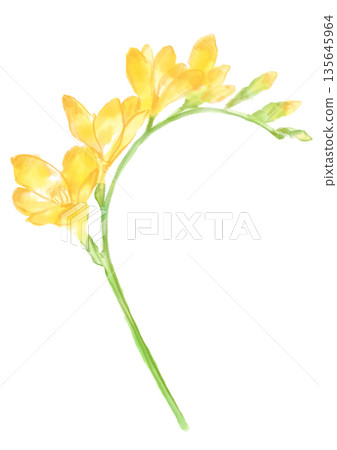Hand-painted watercolor illustration of blooming freesia flowers 135645964