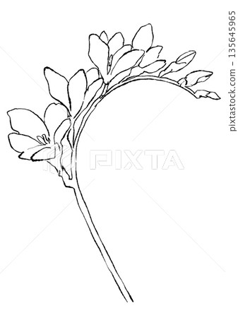 Hand drawn line art illustration of blooming freesia flowers 135645965