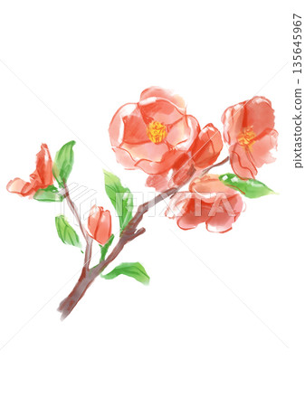 Hand-painted watercolor illustration of blooming Japanese quince flowers 135645967
