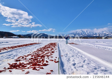 Chili peppers exposed to snow, Niigata Chili peppers exposed to snow, Niigata 135646144