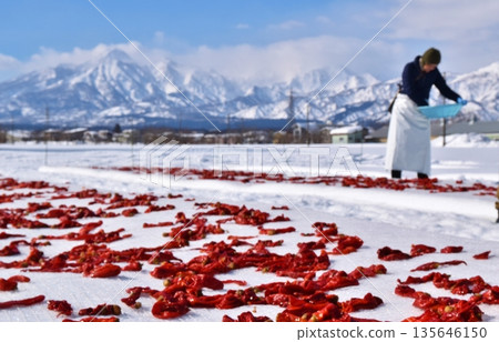 Chili peppers exposed to snow, Niigata 135646150