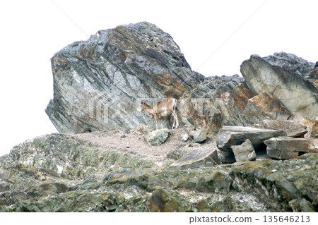 一隻山羊站在岩石山上 一隻山羊站在岩石山上 135646213
