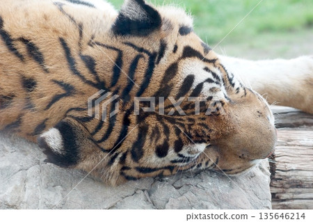 Close up of a sleeping tiger | Beautiful striped tiger lying on a rock Close up of a sleeping tiger | Beautiful striped tiger lying on a rock 135646214
