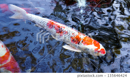 A colorful red and white Nishikigoi carp swimming in a pond A colorful red and white Nishikigoi carp swimming in a pond 135646424