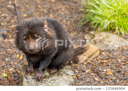 Close up of a Tasmanian Devil sitting on a rock looking at the camera in Tasmania, Australia Close up of a Tasmanian Devil sitting on a rock looking at the camera in Tasmania, Australia 135646904
