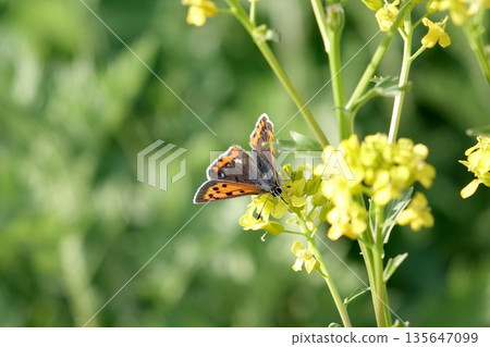 A butterfly resting on a yellow flower and the gentle light of spring A butterfly resting on a yellow flower and the gentle light of spring 135647099