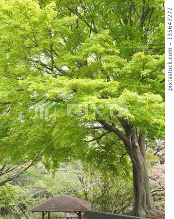 春天，清新的綠色植物圖片素材 135647272